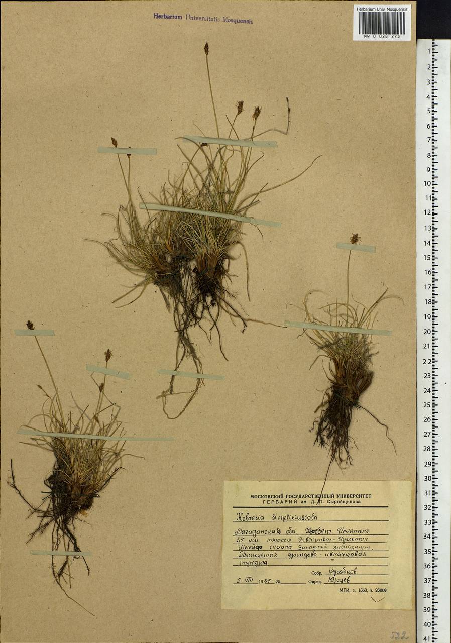 Carex simpliciuscula Wahlenb., Сибирь, Чукотка и Камчатка (S7) (Россия)