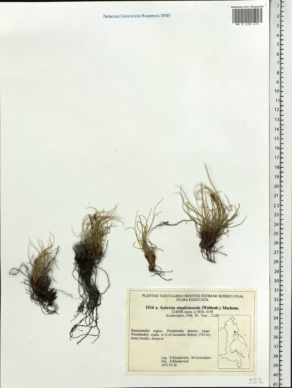 Carex simpliciuscula Wahlenb., Сибирь, Чукотка и Камчатка (S7) (Россия)