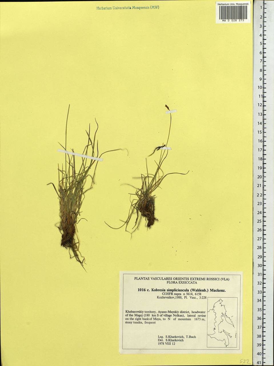 Carex simpliciuscula Wahlenb., Сибирь, Дальний Восток (S6) (Россия)