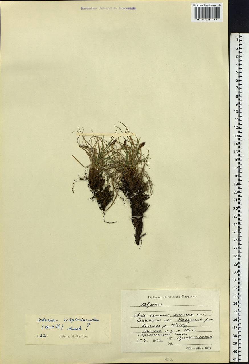 Carex simpliciuscula Wahlenb., Сибирь, Прибайкалье и Забайкалье (S4) (Россия)