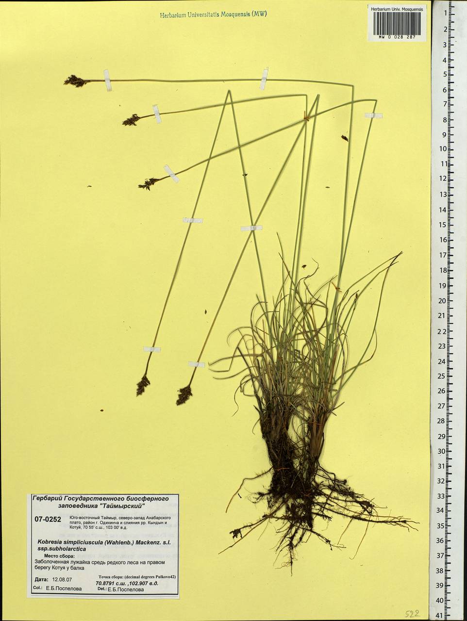 Carex simpliciuscula Wahlenb., Сибирь, Центральная Сибирь (S3) (Россия)