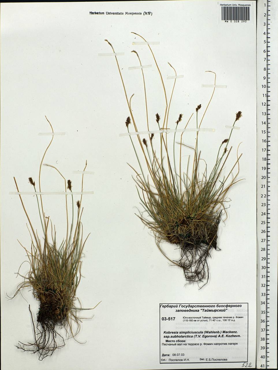 Carex simpliciuscula Wahlenb., Сибирь, Центральная Сибирь (S3) (Россия)