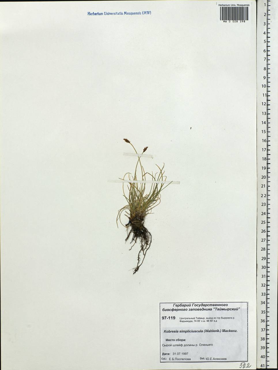 Carex simpliciuscula Wahlenb., Сибирь, Центральная Сибирь (S3) (Россия)