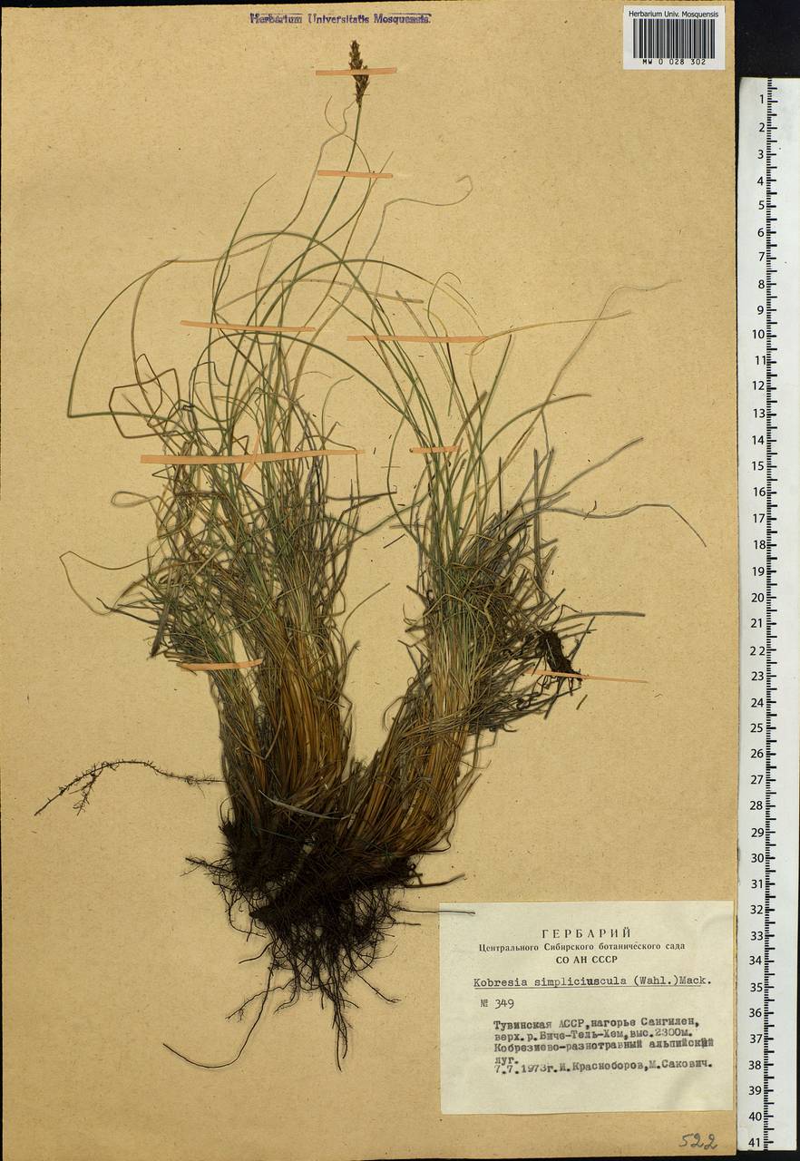 Carex simpliciuscula Wahlenb., Сибирь, Алтай и Саяны (S2) (Россия)