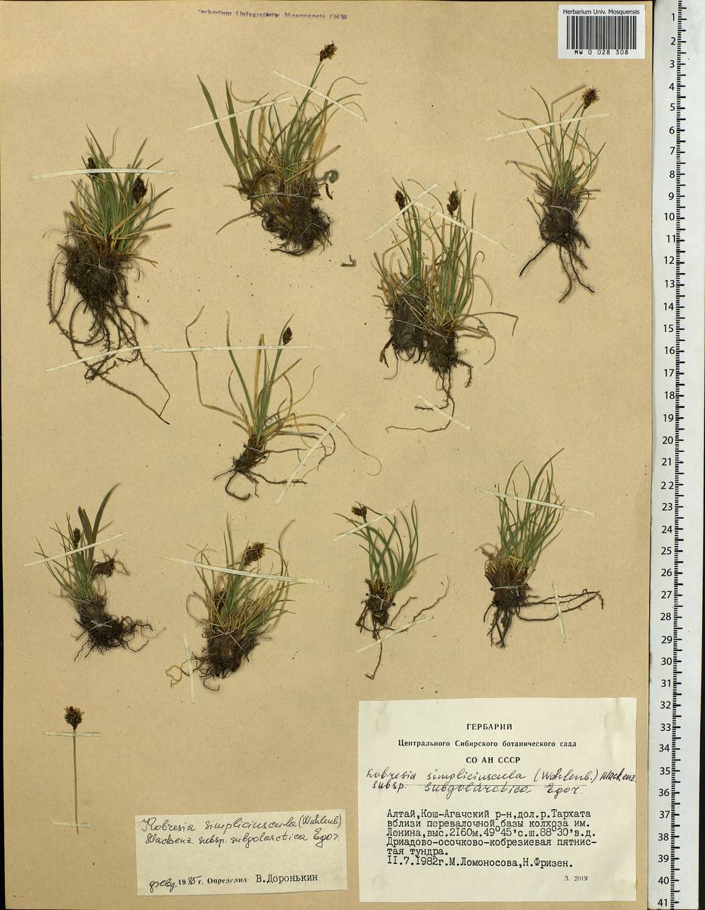 Carex simpliciuscula Wahlenb., Сибирь, Алтай и Саяны (S2) (Россия)
