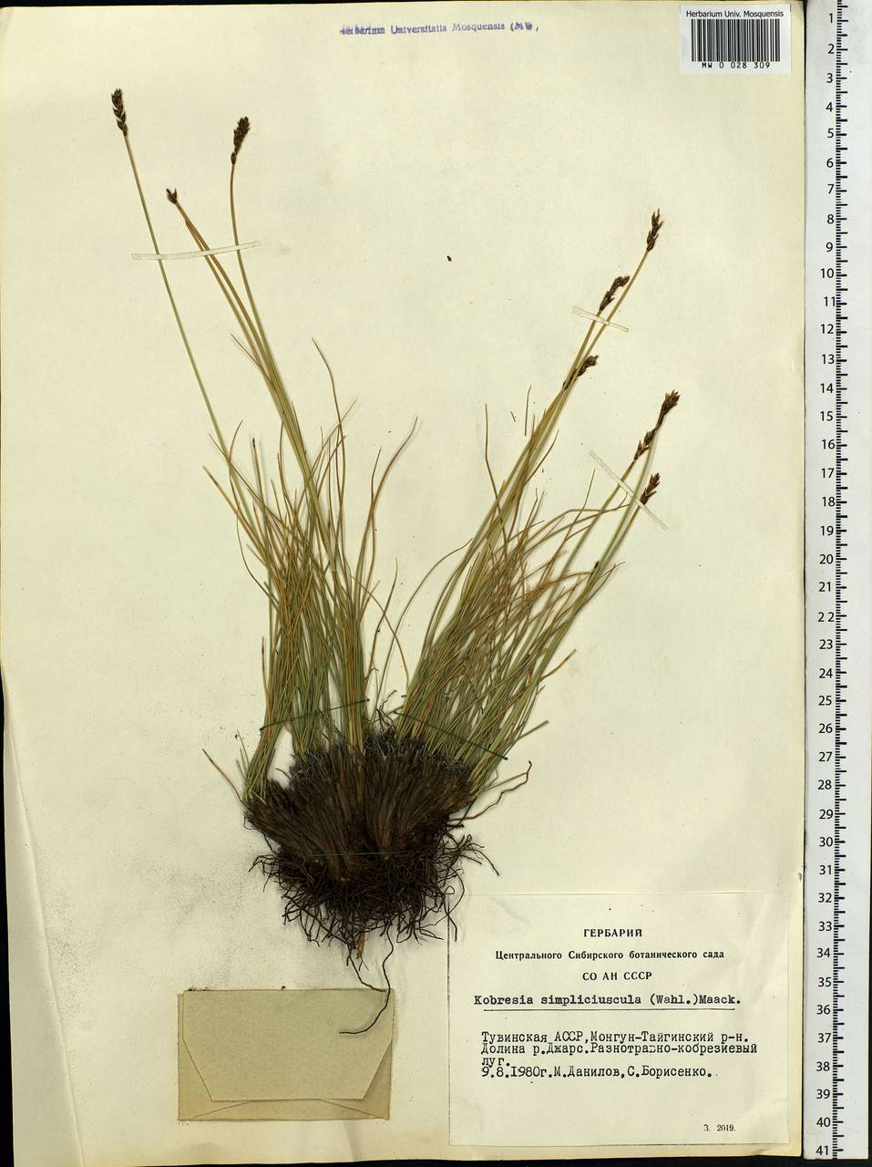 Carex simpliciuscula Wahlenb., Сибирь, Алтай и Саяны (S2) (Россия)
