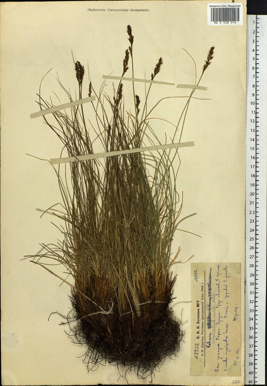 Carex simpliciuscula Wahlenb., Сибирь, Алтай и Саяны (S2) (Россия)