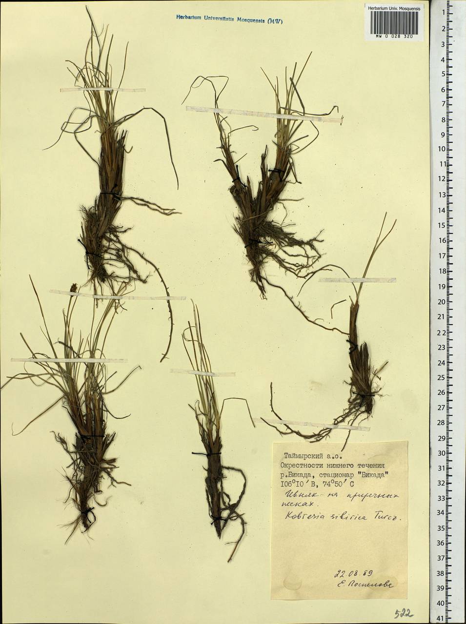 Carex borealipolaris S.R.Zhang, Сибирь, Центральная Сибирь (S3) (Россия)