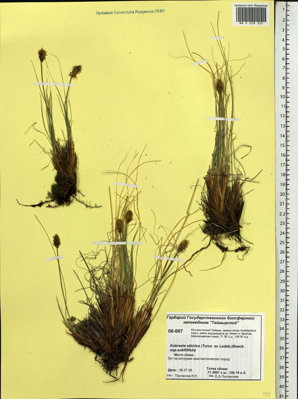 Carex borealipolaris S.R.Zhang, Сибирь, Центральная Сибирь (S3) (Россия)