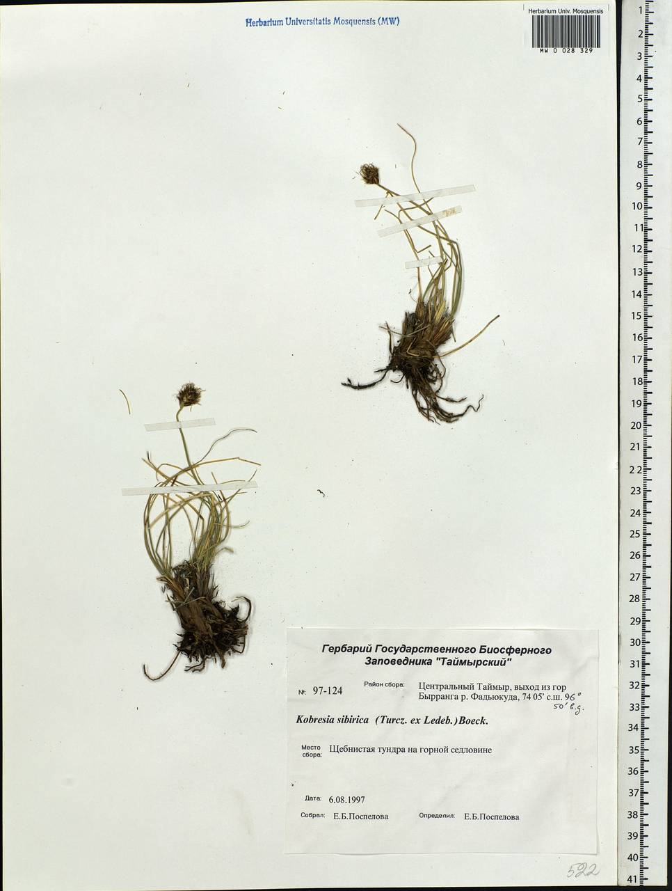 Carex borealipolaris S.R.Zhang, Сибирь, Центральная Сибирь (S3) (Россия)