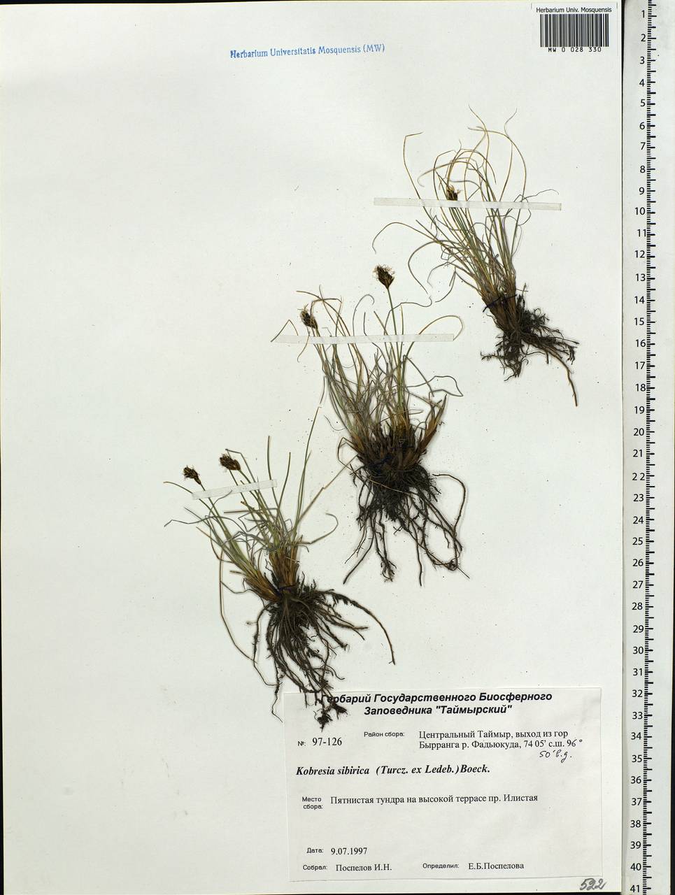 Carex borealipolaris S.R.Zhang, Сибирь, Центральная Сибирь (S3) (Россия)
