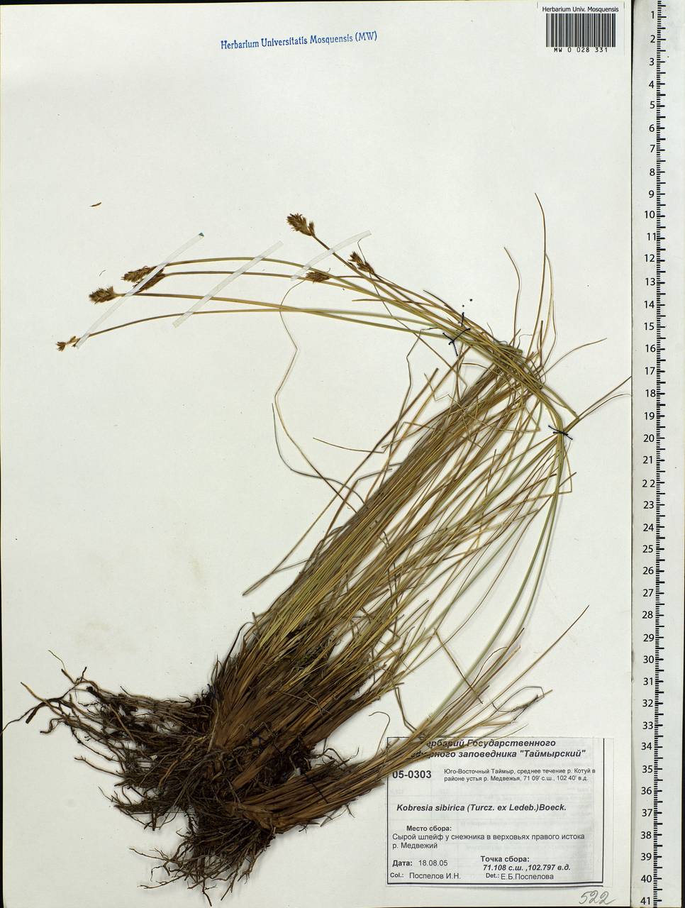 Carex borealipolaris S.R.Zhang, Сибирь, Центральная Сибирь (S3) (Россия)