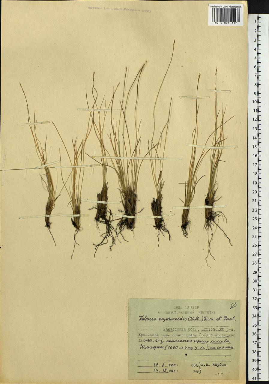 Carex myosuroides Vill., Сибирь, Чукотка и Камчатка (S7) (Россия)