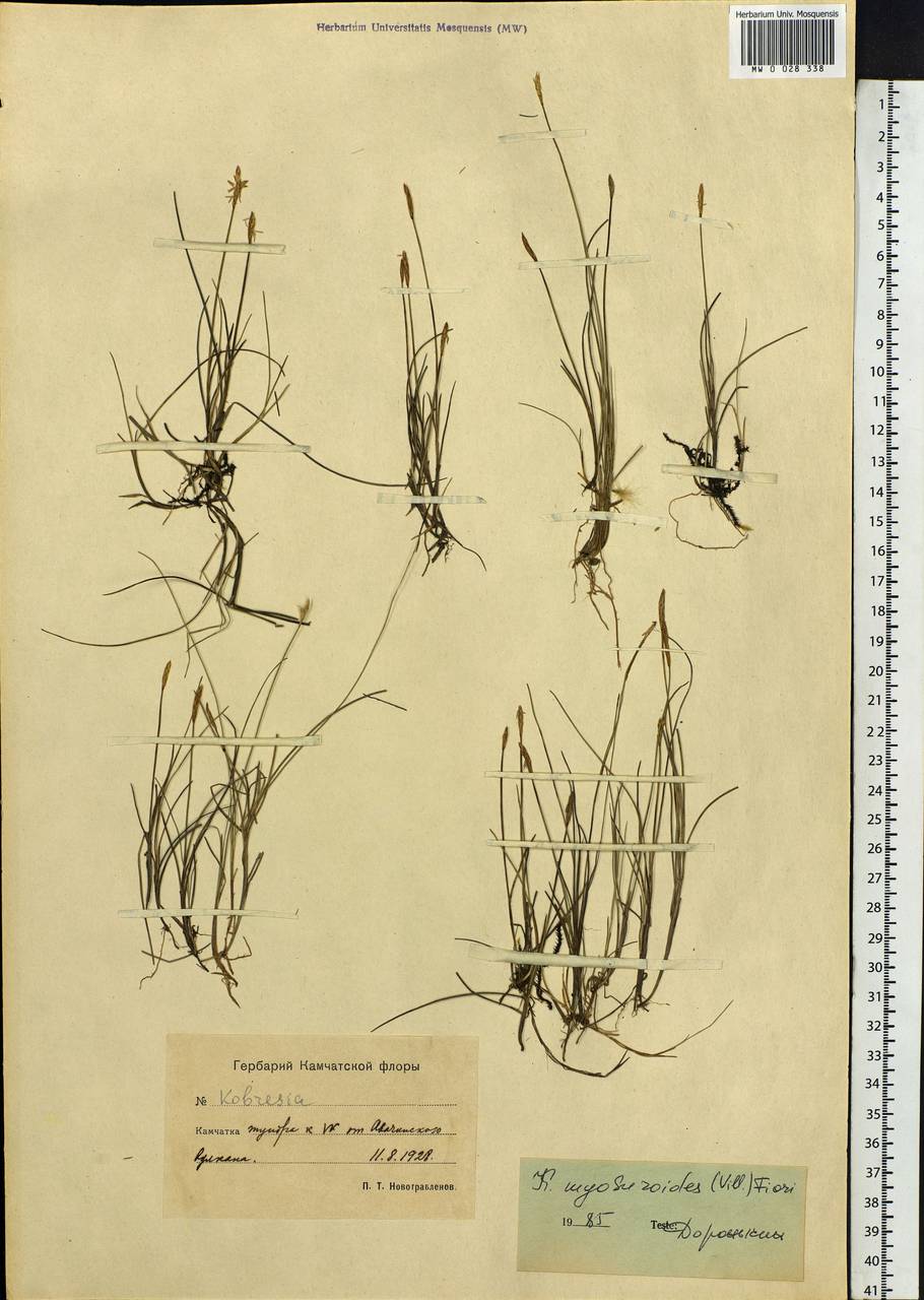Carex myosuroides Vill., Сибирь, Чукотка и Камчатка (S7) (Россия)