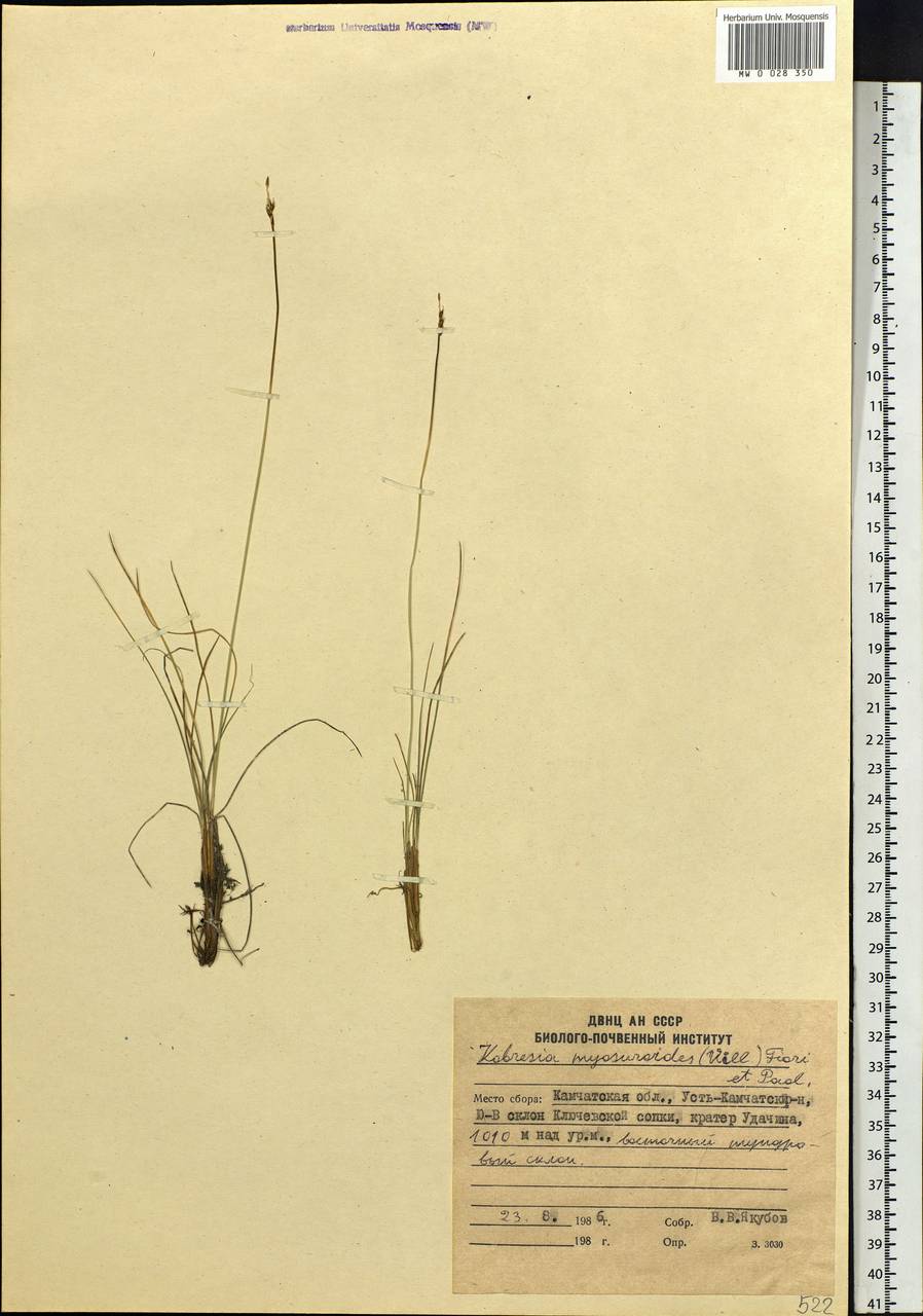 Carex myosuroides Vill., Сибирь, Чукотка и Камчатка (S7) (Россия)