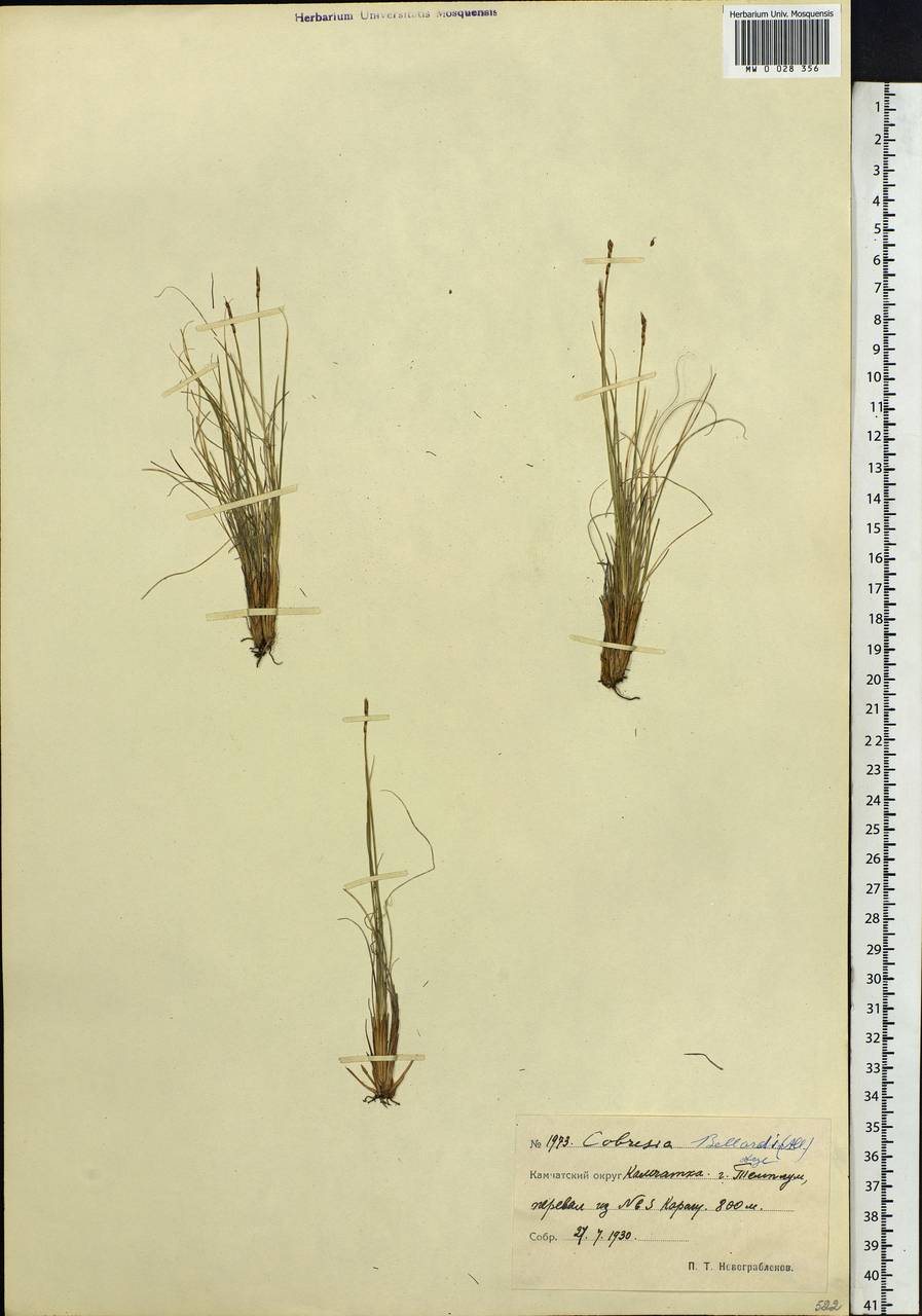 Carex myosuroides Vill., Сибирь, Чукотка и Камчатка (S7) (Россия)