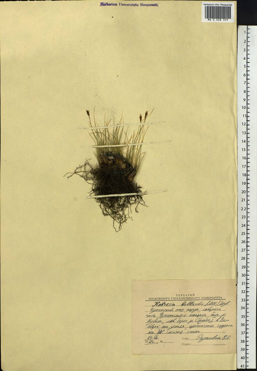 Carex myosuroides Vill., Сибирь, Чукотка и Камчатка (S7) (Россия)