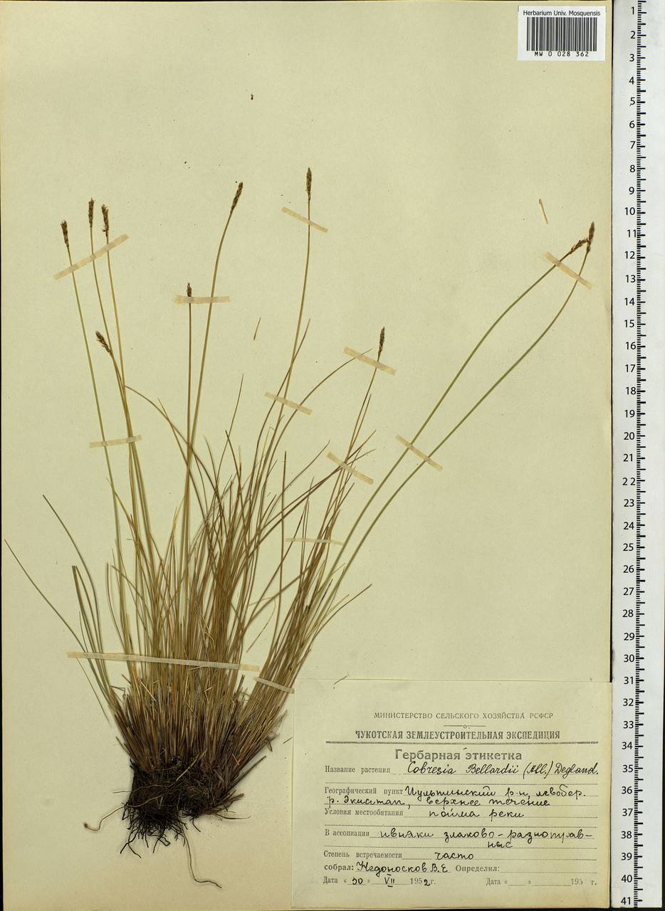 Carex myosuroides Vill., Сибирь, Чукотка и Камчатка (S7) (Россия)