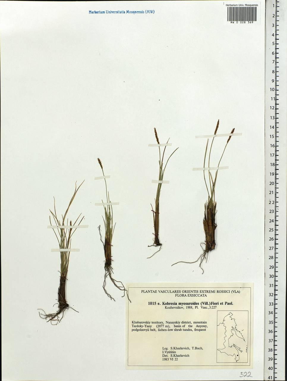 Carex myosuroides Vill., Сибирь, Дальний Восток (S6) (Россия)