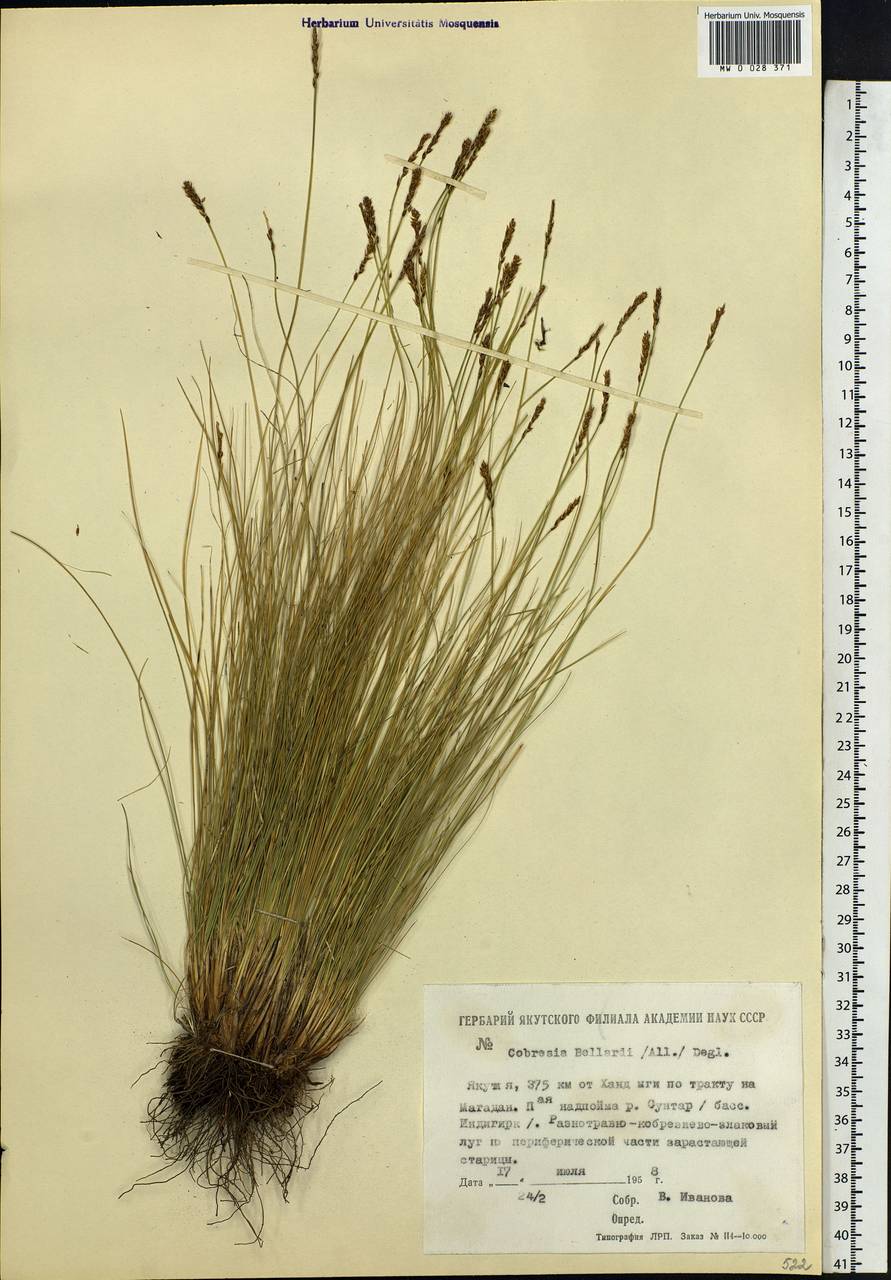 Carex myosuroides Vill., Сибирь, Якутия (S5) (Россия)
