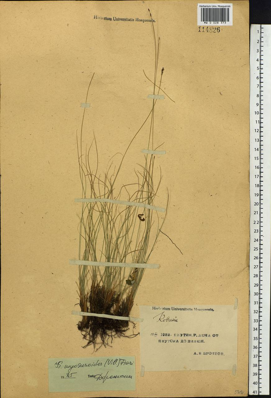 Carex myosuroides Vill., Сибирь, Якутия (S5) (Россия)