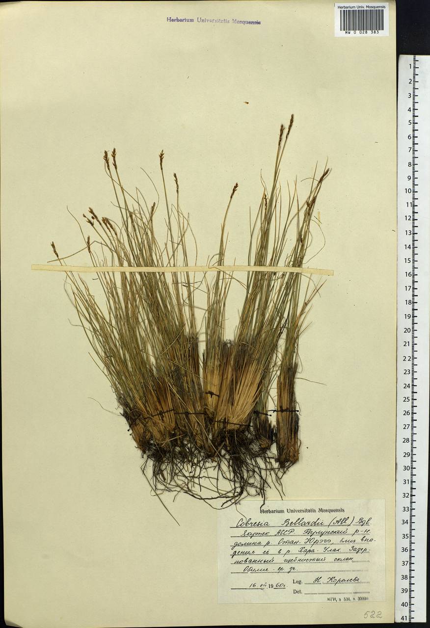 Carex myosuroides Vill., Сибирь, Якутия (S5) (Россия)