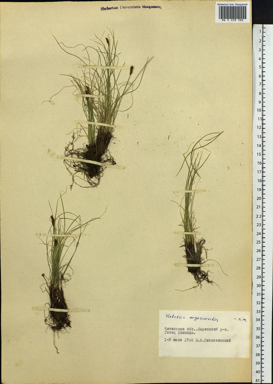 Carex myosuroides Vill., Сибирь, Прибайкалье и Забайкалье (S4) (Россия)