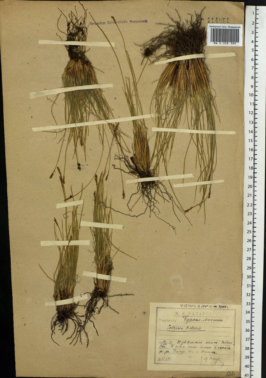 Carex myosuroides Vill., Сибирь, Прибайкалье и Забайкалье (S4) (Россия)