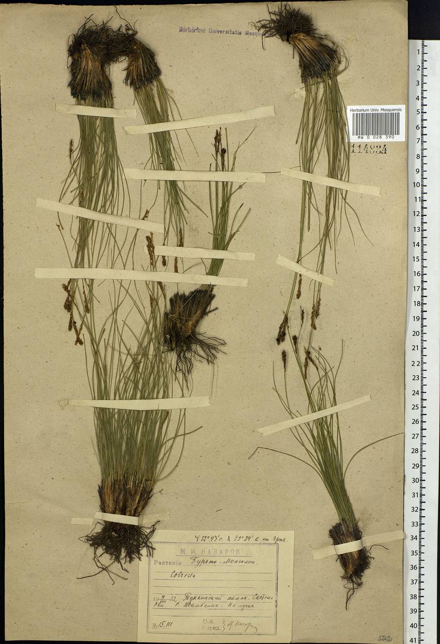 Carex myosuroides Vill., Сибирь, Прибайкалье и Забайкалье (S4) (Россия)