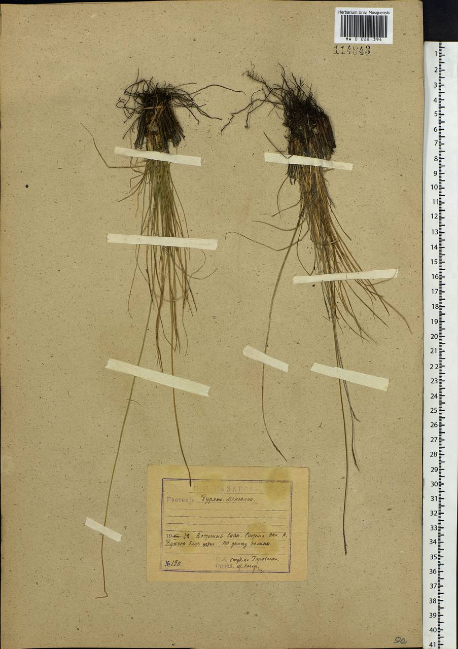Carex myosuroides Vill., Сибирь, Прибайкалье и Забайкалье (S4) (Россия)