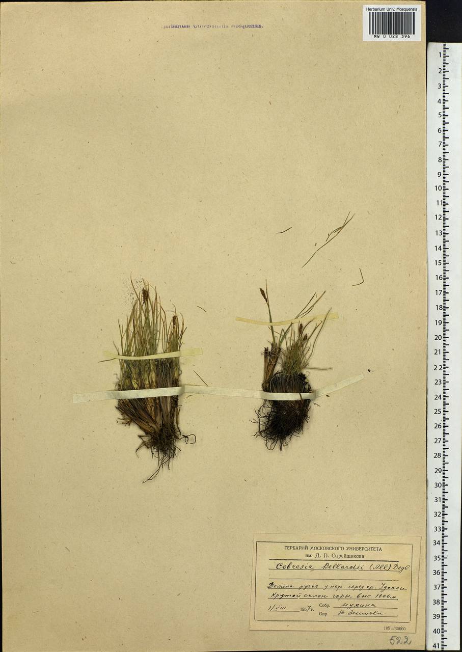 Carex myosuroides Vill., Сибирь, Прибайкалье и Забайкалье (S4) (Россия)