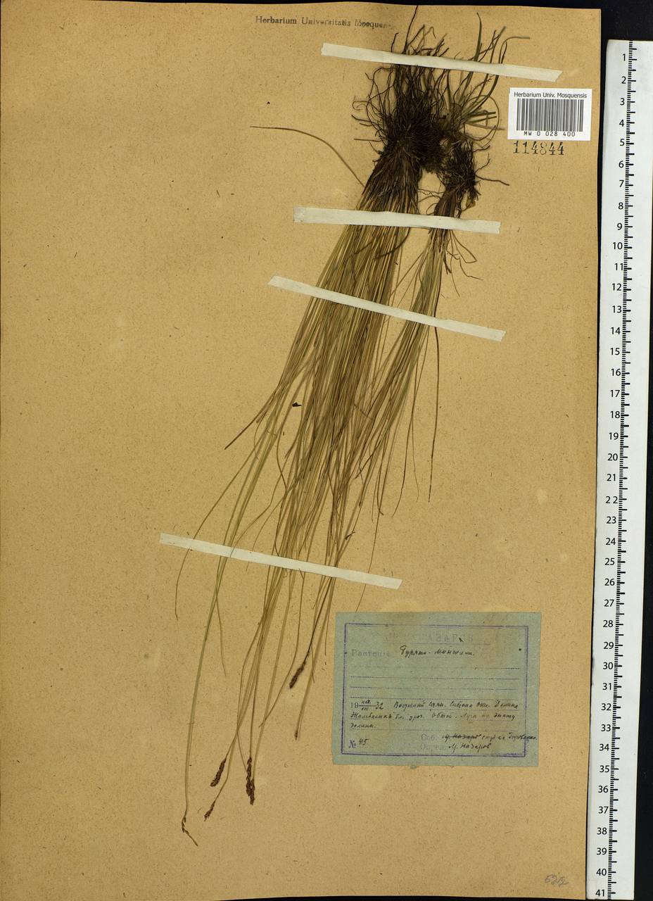 Carex myosuroides Vill., Сибирь, Прибайкалье и Забайкалье (S4) (Россия)