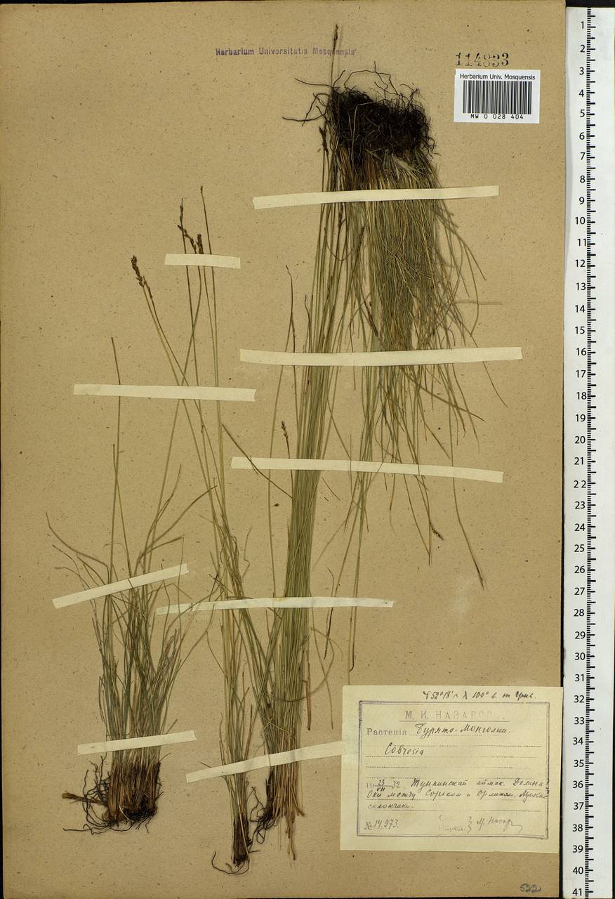 Carex myosuroides Vill., Сибирь, Прибайкалье и Забайкалье (S4) (Россия)