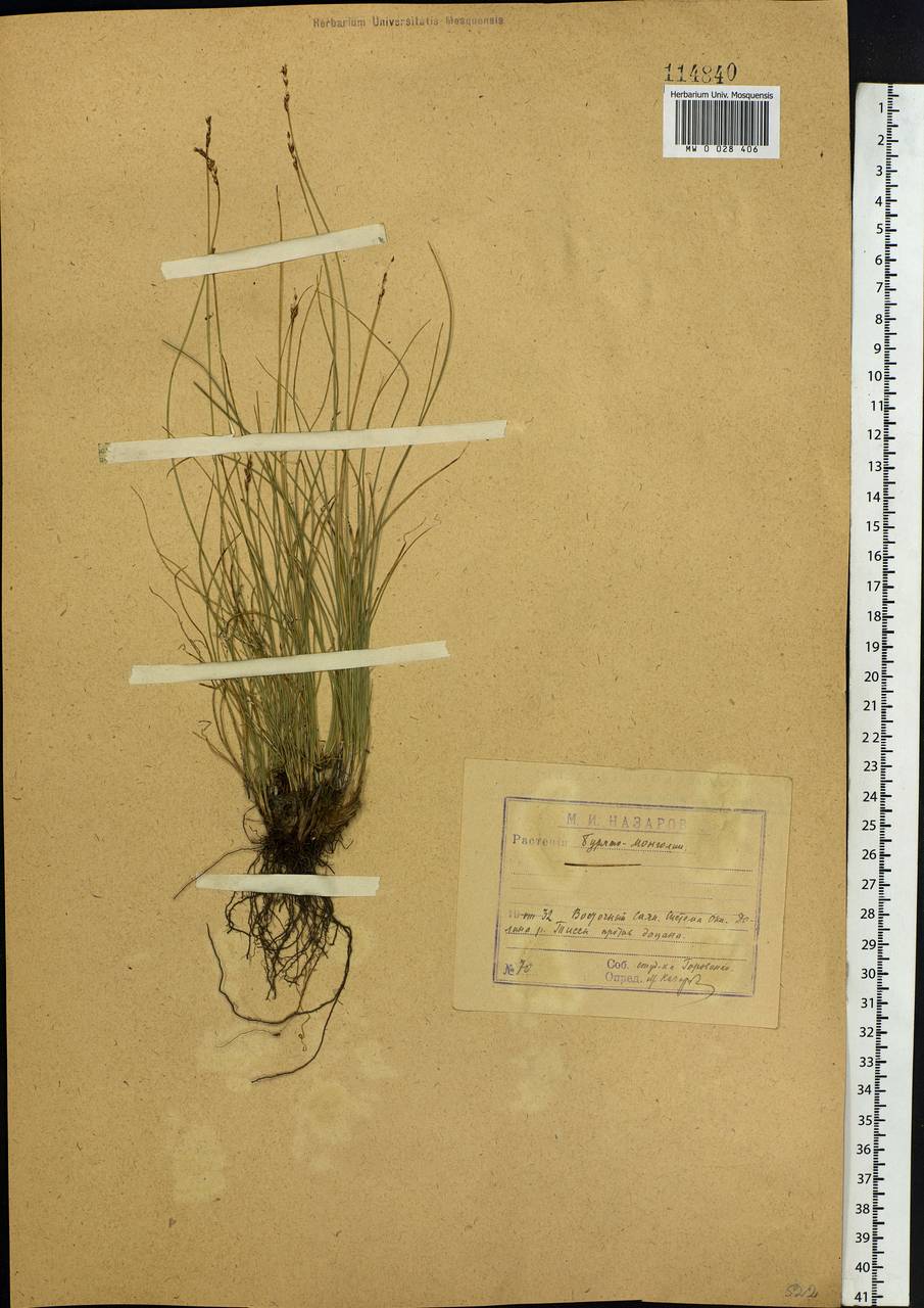 Carex myosuroides Vill., Сибирь, Прибайкалье и Забайкалье (S4) (Россия)