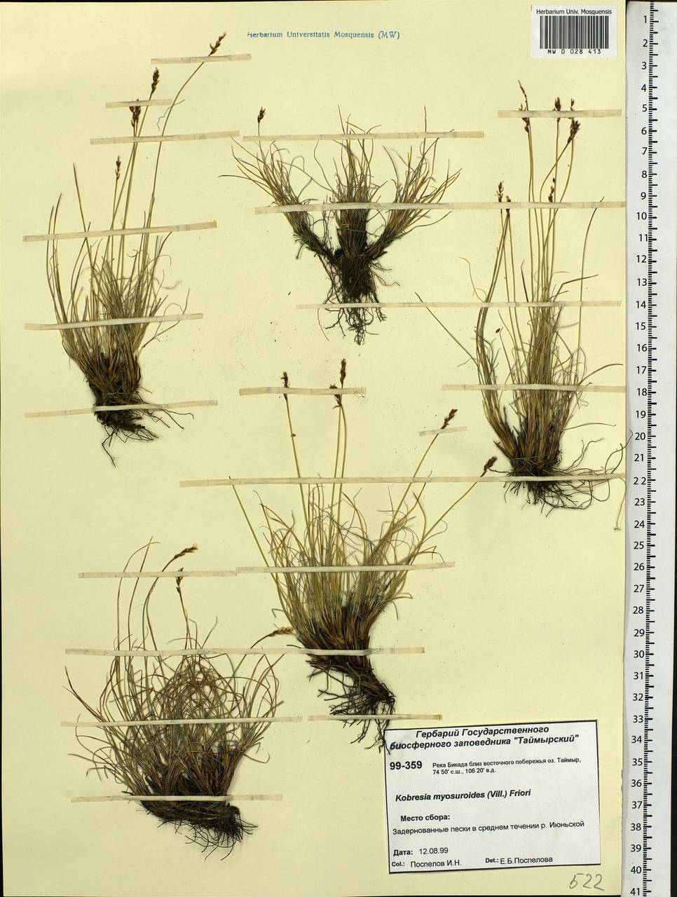 Carex myosuroides Vill., Сибирь, Центральная Сибирь (S3) (Россия)