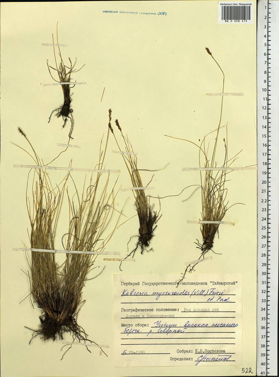 Carex myosuroides Vill., Сибирь, Центральная Сибирь (S3) (Россия)