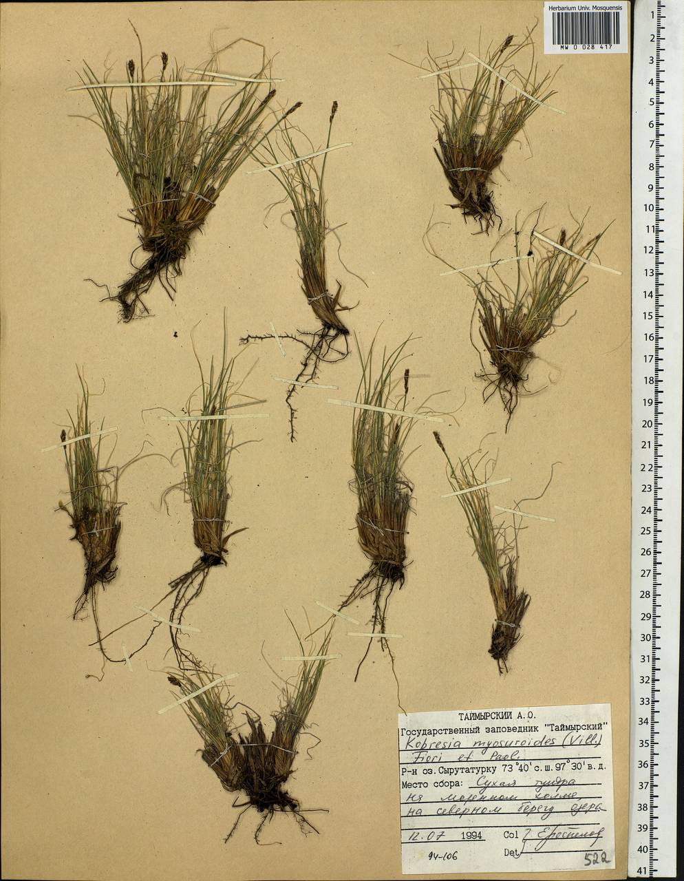 Carex myosuroides Vill., Сибирь, Центральная Сибирь (S3) (Россия)