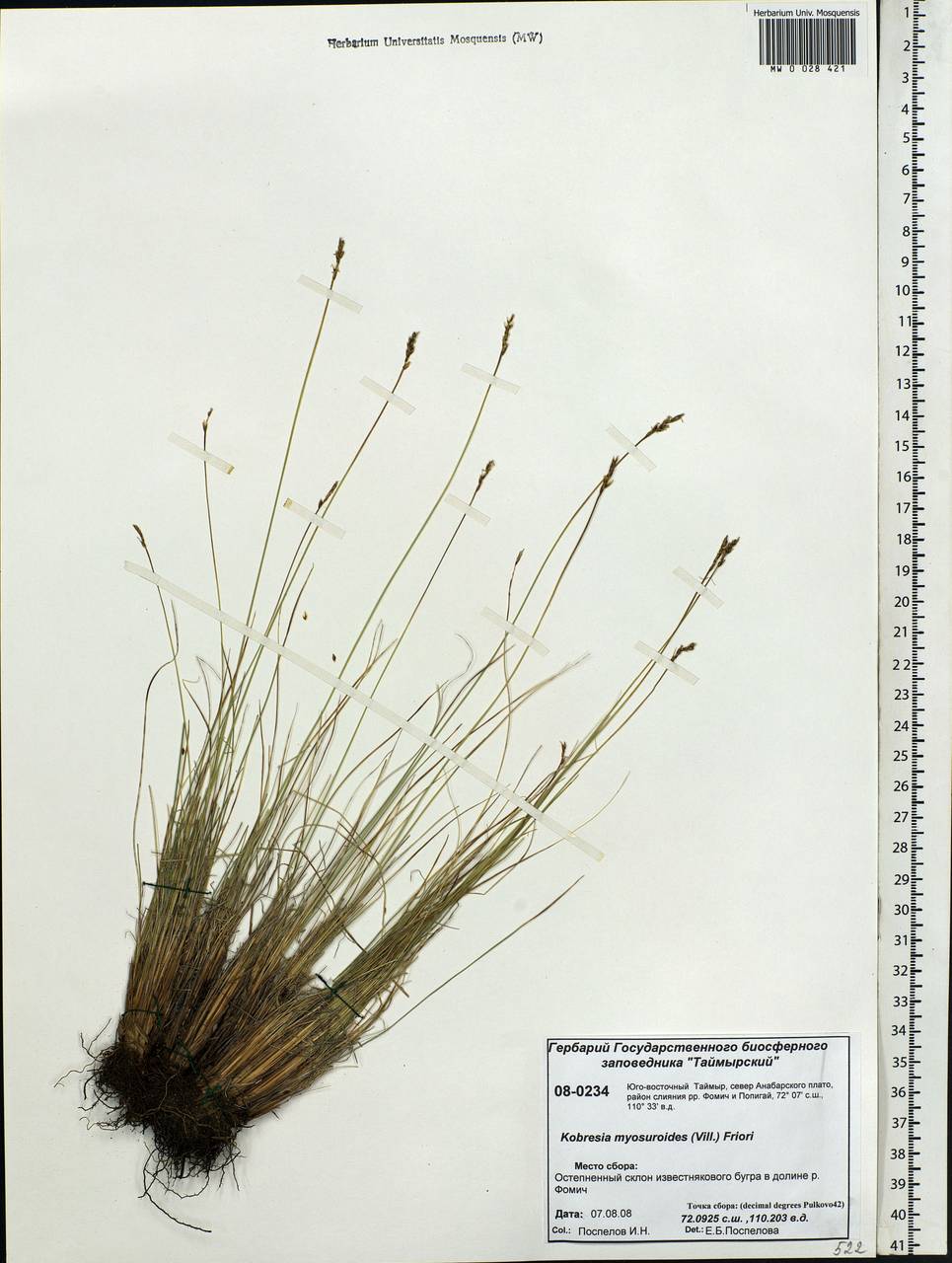 Carex myosuroides Vill., Сибирь, Центральная Сибирь (S3) (Россия)