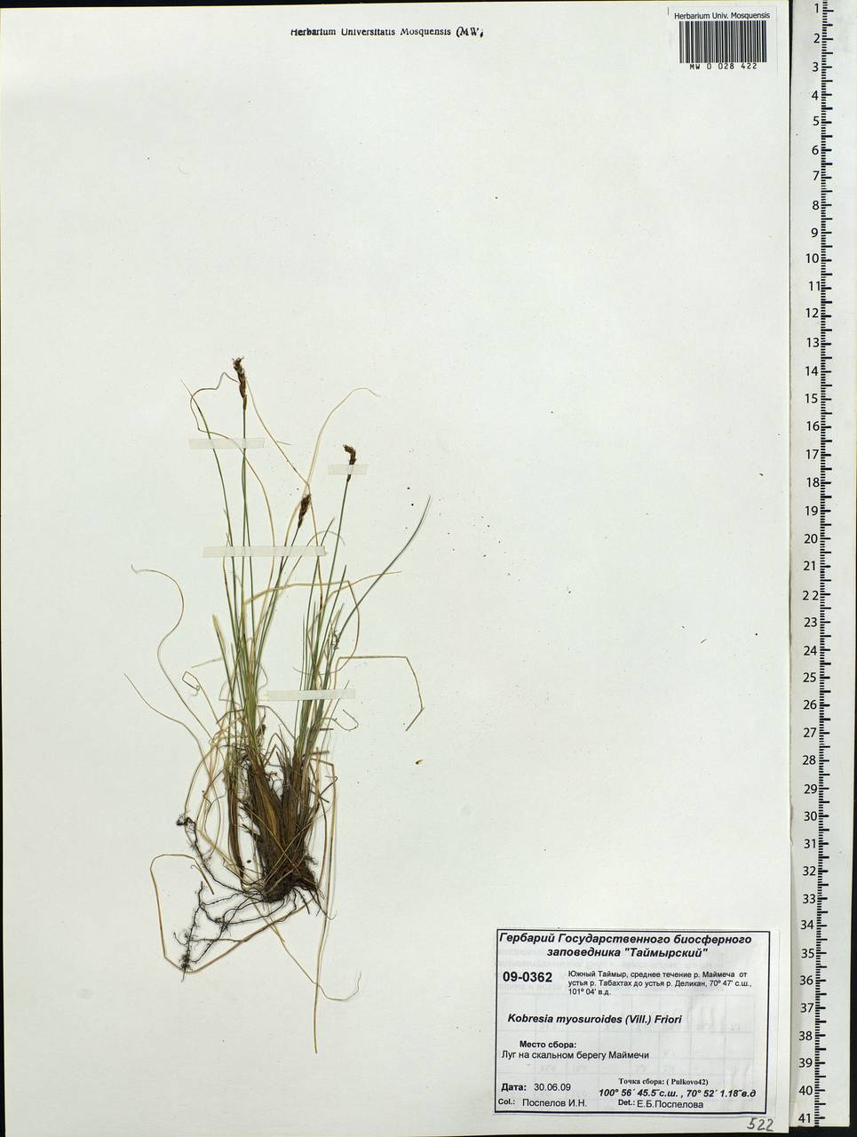 Carex myosuroides Vill., Сибирь, Центральная Сибирь (S3) (Россия)