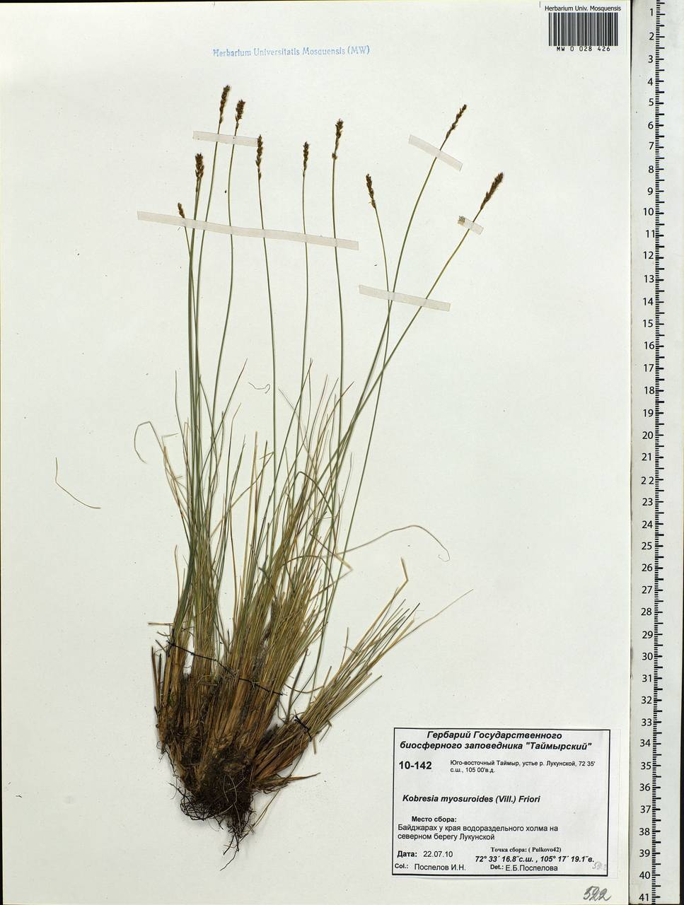 Carex myosuroides Vill., Сибирь, Центральная Сибирь (S3) (Россия)