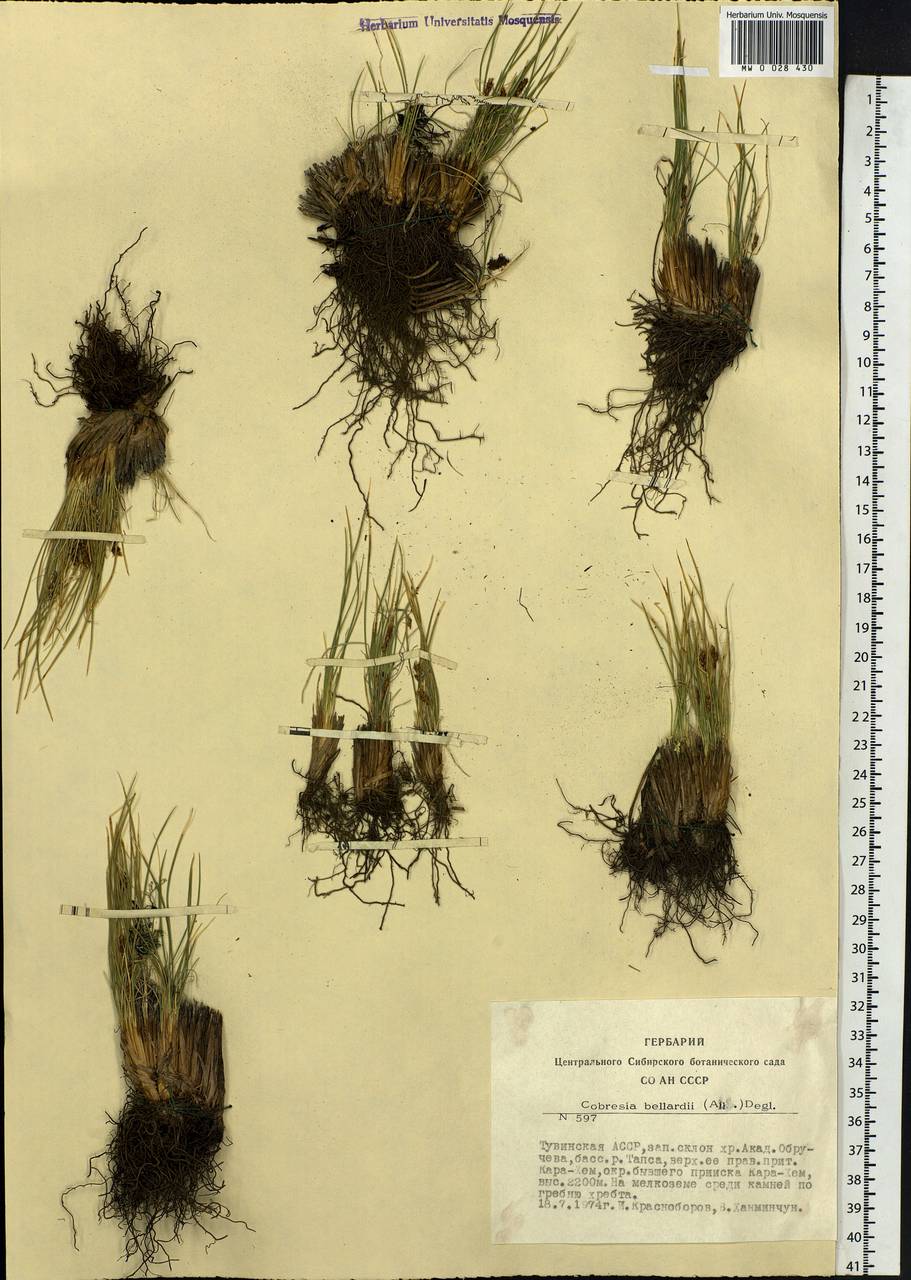 Carex myosuroides Vill., Сибирь, Алтай и Саяны (S2) (Россия)