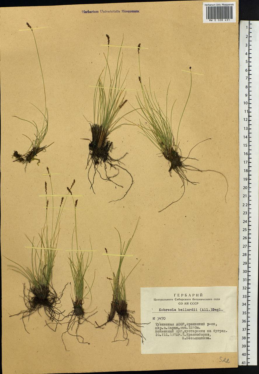 Carex myosuroides Vill., Сибирь, Алтай и Саяны (S2) (Россия)