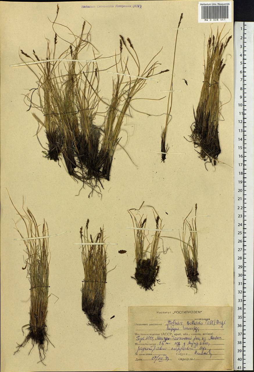 Carex myosuroides Vill., Сибирь, Алтай и Саяны (S2) (Россия)