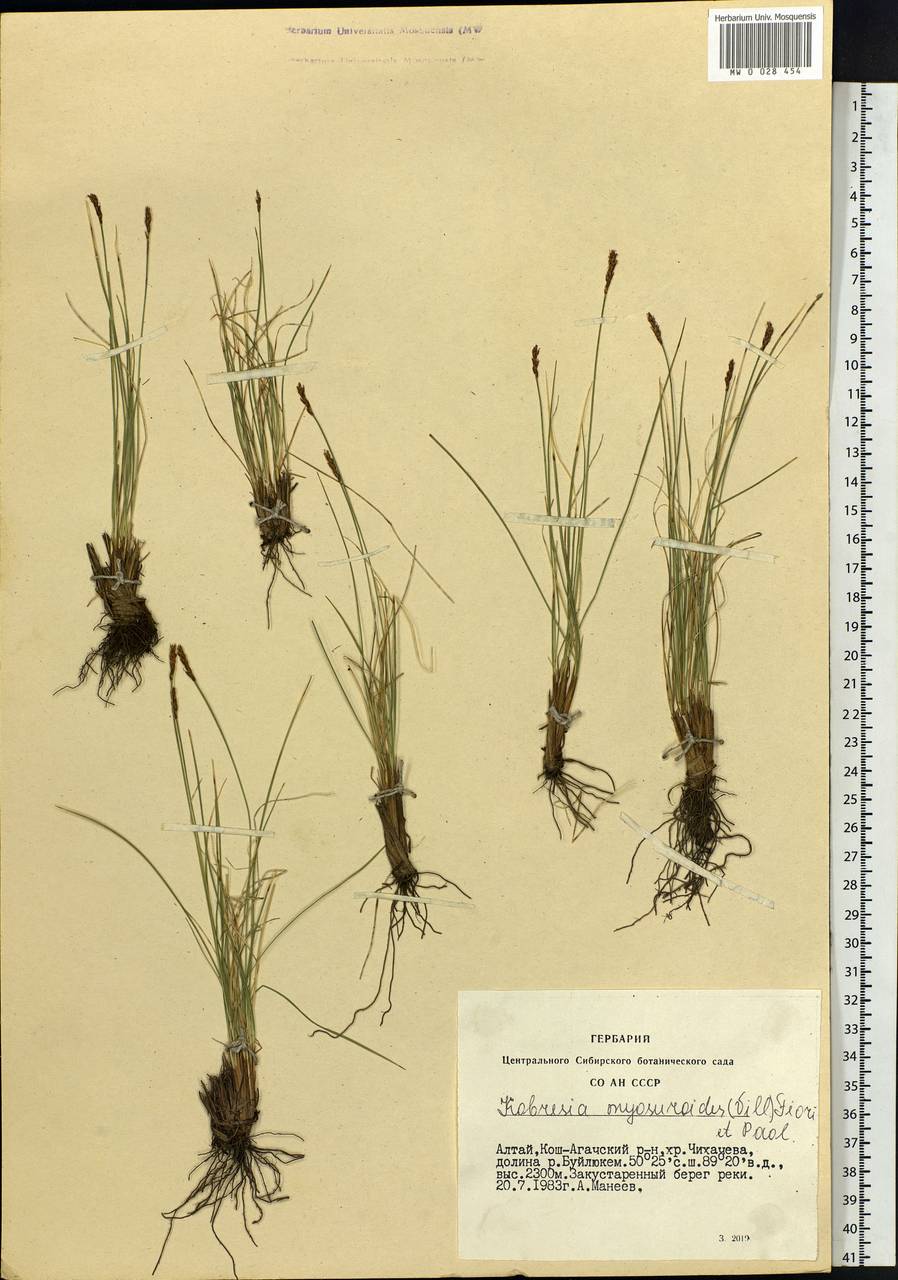 Carex myosuroides Vill., Сибирь, Алтай и Саяны (S2) (Россия)