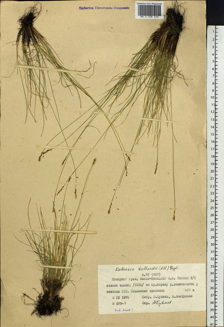Carex myosuroides Vill., Сибирь, Западная Сибирь (S1) (Россия)
