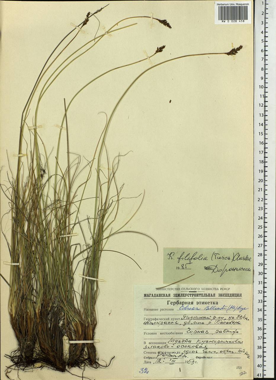 Carex macroprophylla (Y.C.Yang) S.R.Zhang, Сибирь, Чукотка и Камчатка (S7) (Россия)