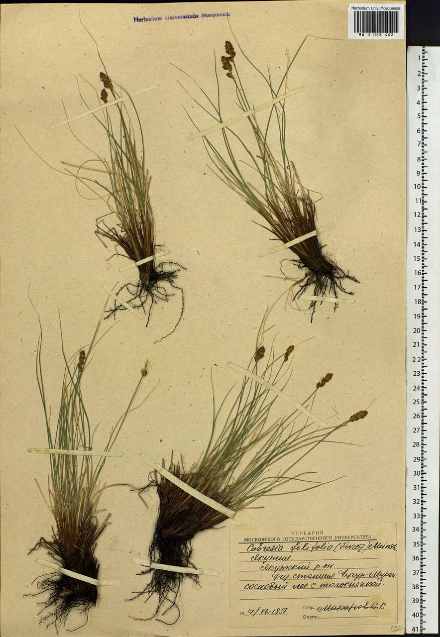 Carex macroprophylla (Y.C.Yang) S.R.Zhang, Сибирь, Якутия (S5) (Россия)
