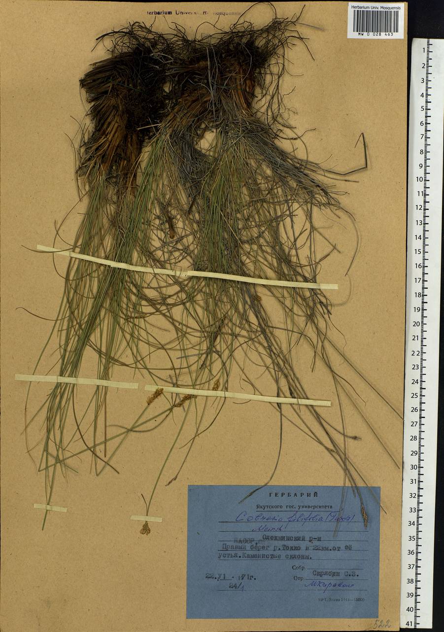 Carex macroprophylla (Y.C.Yang) S.R.Zhang, Сибирь, Якутия (S5) (Россия)