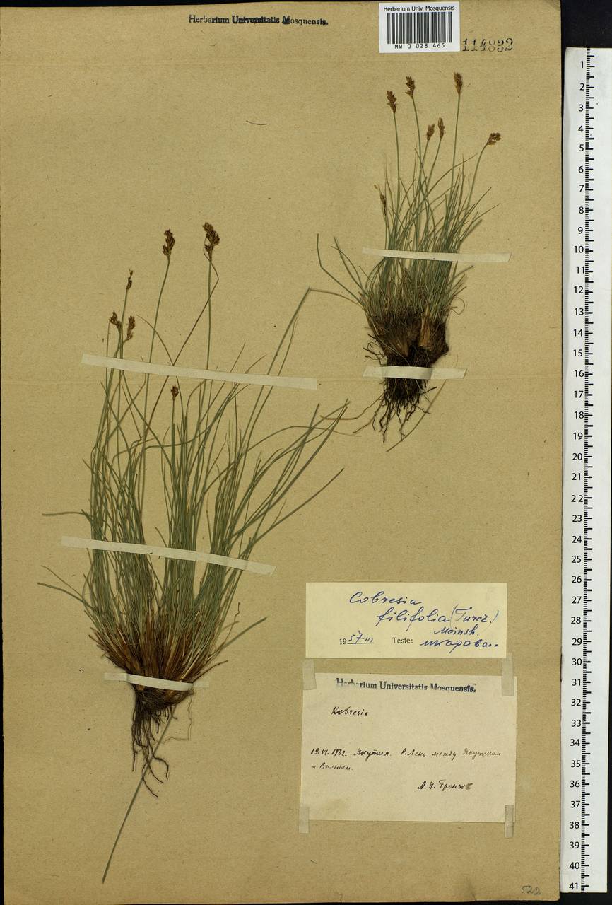 Carex macroprophylla (Y.C.Yang) S.R.Zhang, Сибирь, Якутия (S5) (Россия)