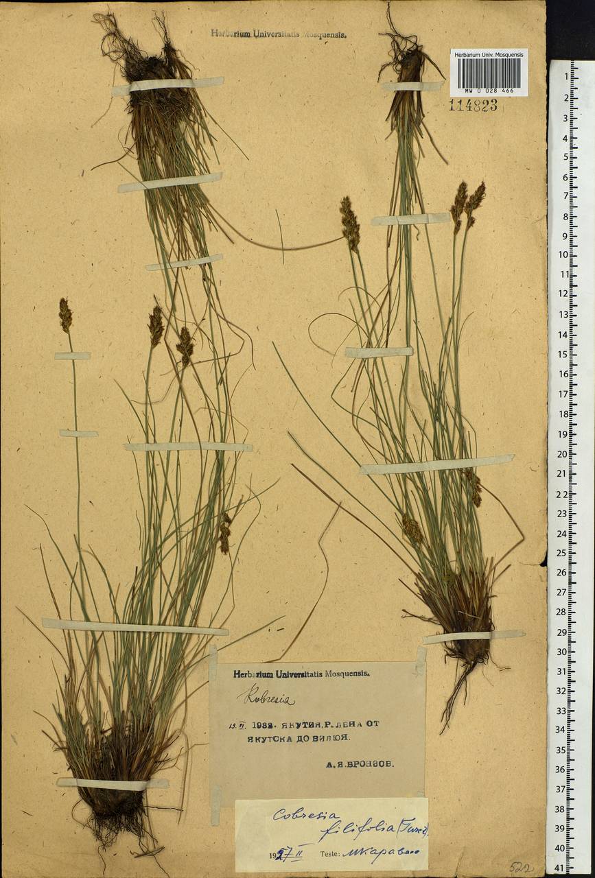Carex macroprophylla (Y.C.Yang) S.R.Zhang, Сибирь, Якутия (S5) (Россия)